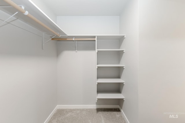 spacious closet featuring carpet flooring