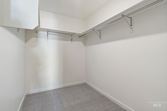 spacious closet featuring carpet flooring