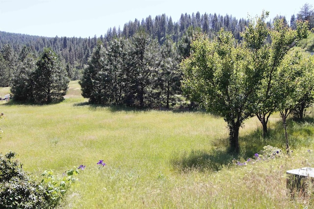 19801 Pinehaven Ln, Lenore, ID 83541 - view of woods