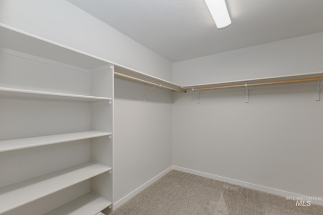 walk in closet featuring carpet