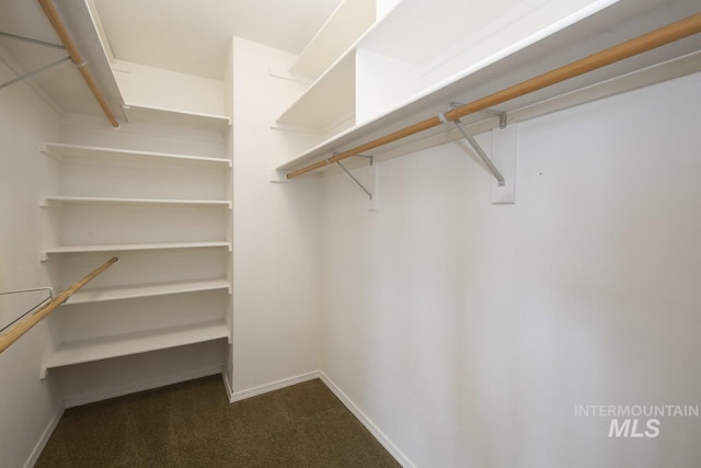 walk in closet featuring dark colored carpet