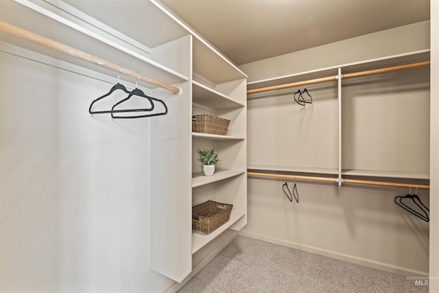 spacious closet featuring carpet flooring