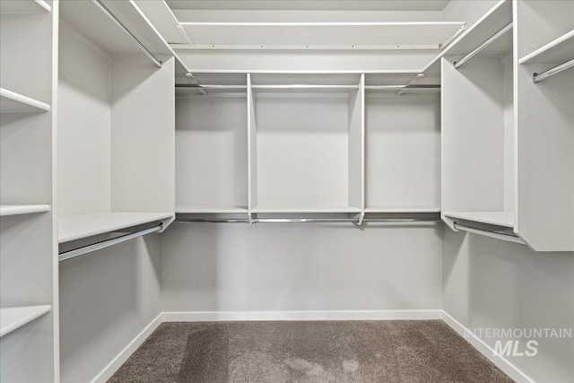 walk in closet with carpet floors