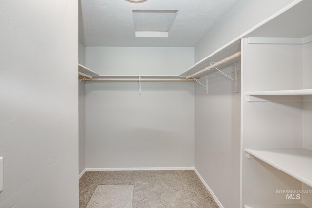 spacious closet featuring carpet