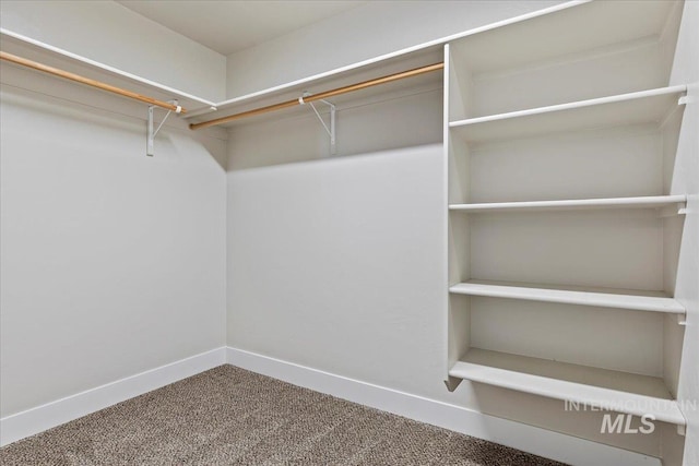 spacious closet with carpet flooring