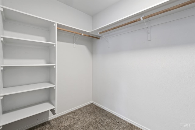 walk in closet featuring carpet floors