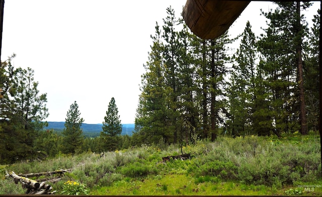 view of local wilderness