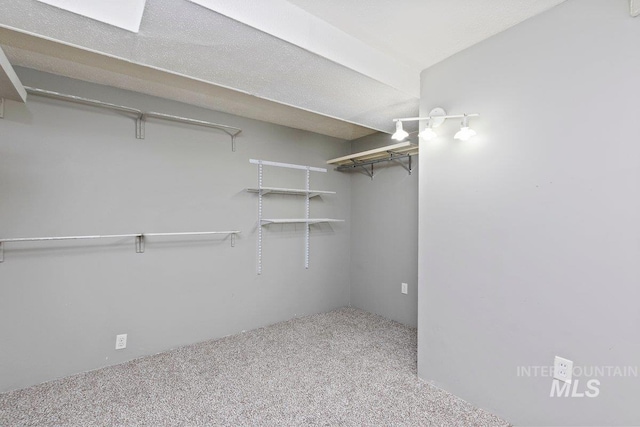 spacious closet featuring carpet