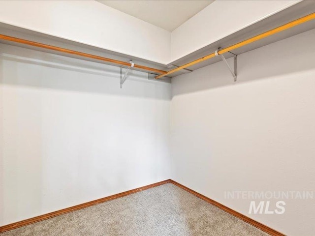 walk in closet featuring carpet flooring