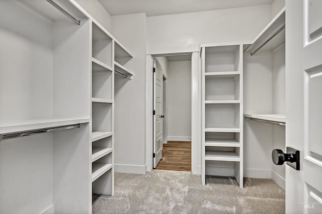 spacious closet featuring carpet