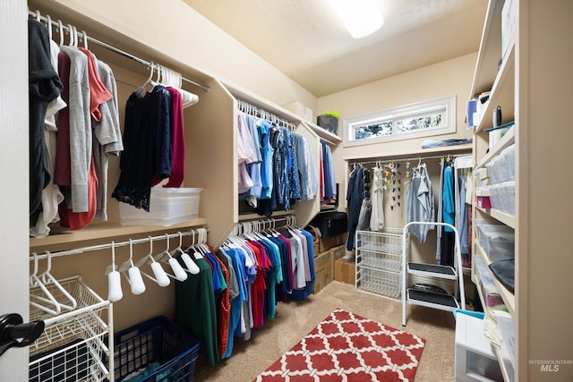 walk in closet with carpet floors