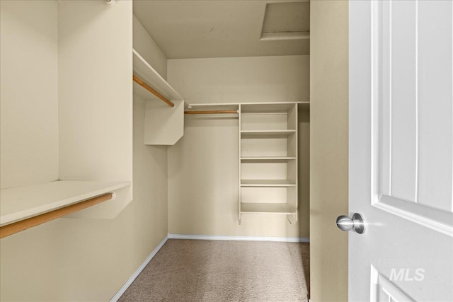 spacious closet featuring carpet floors