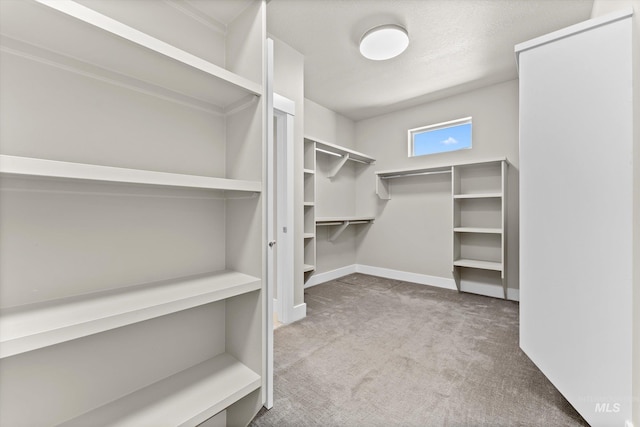 spacious closet featuring carpet floors