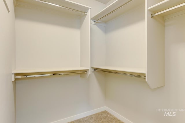 spacious closet featuring carpet