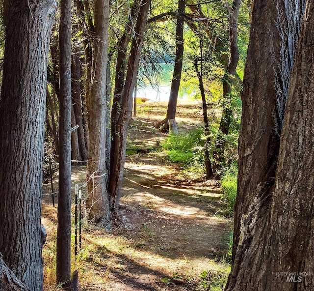 view of local wilderness