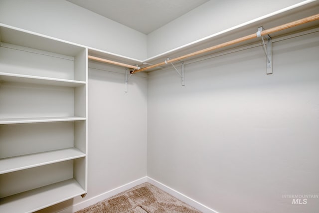 spacious closet featuring carpet flooring