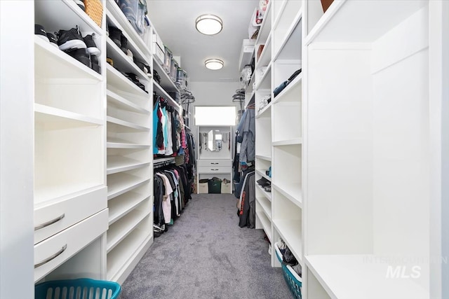 spacious closet featuring carpet floors