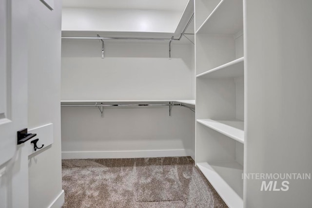 spacious closet featuring carpet flooring