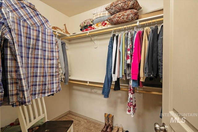 walk in closet with carpet floors