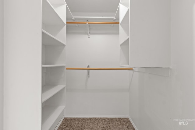 spacious closet with carpet