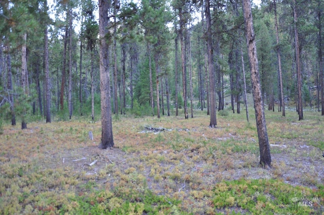 view of local wilderness