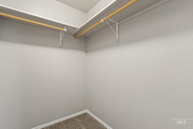 spacious closet featuring carpet flooring