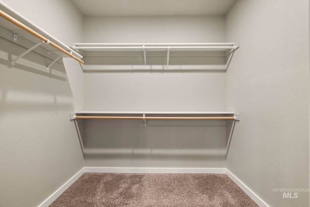 spacious closet with carpet flooring