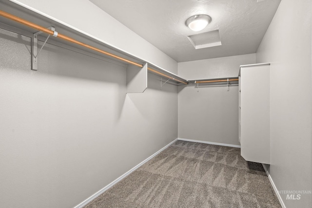 walk in closet featuring carpet floors