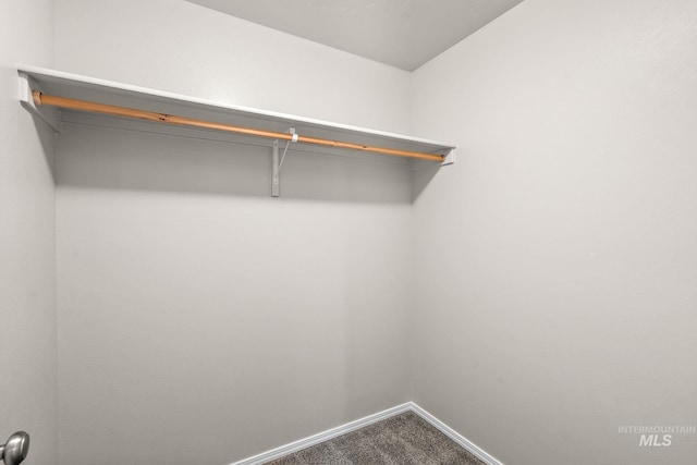 walk in closet featuring carpet flooring