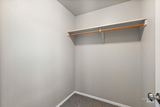 spacious closet featuring carpet flooring