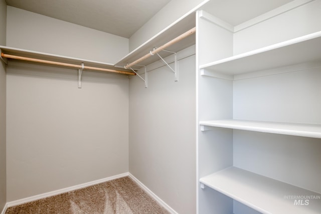 walk in closet with carpet flooring