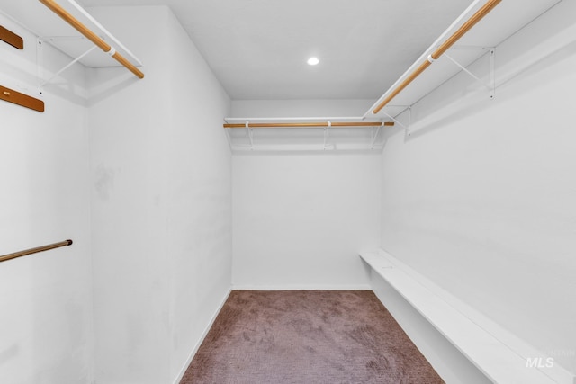 spacious closet featuring carpet flooring