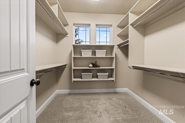 walk in closet featuring carpet flooring