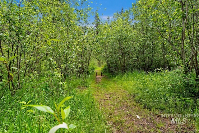 view of local wilderness