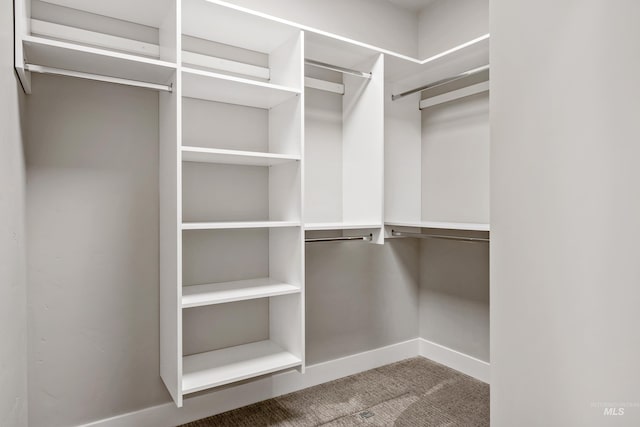 spacious closet featuring carpet