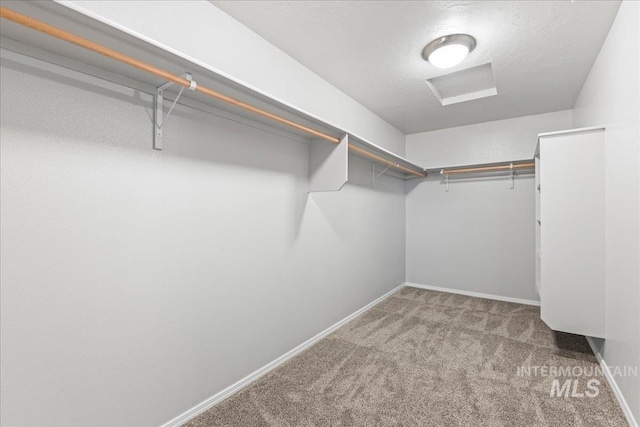 walk in closet featuring carpet flooring