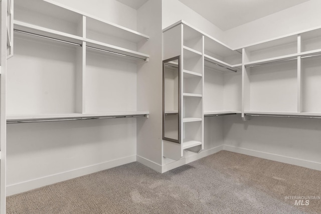 spacious closet featuring carpet flooring