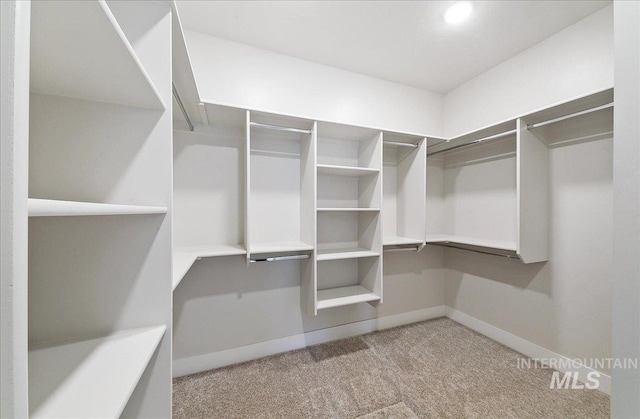 spacious closet featuring carpet