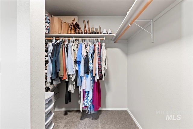 spacious closet featuring carpet flooring