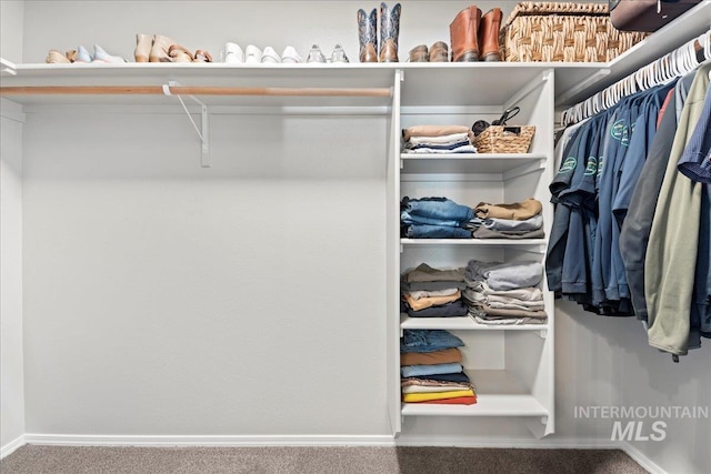 walk in closet featuring carpet flooring