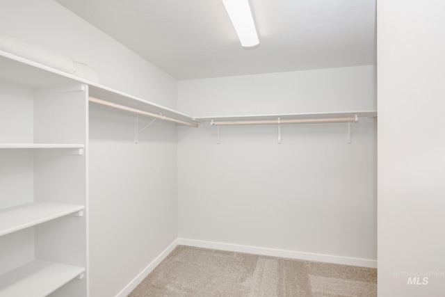 spacious closet featuring carpet floors