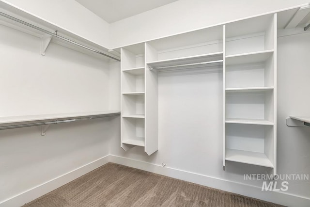 walk in closet with carpet floors