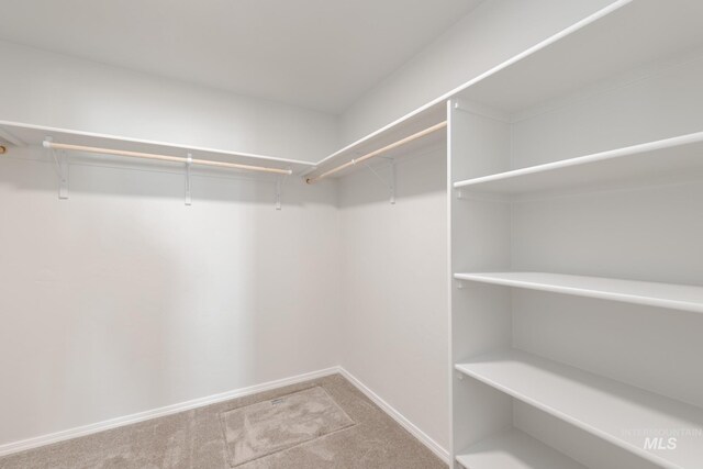 spacious closet with carpet