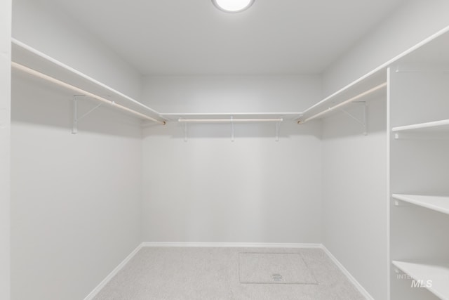 spacious closet featuring carpet