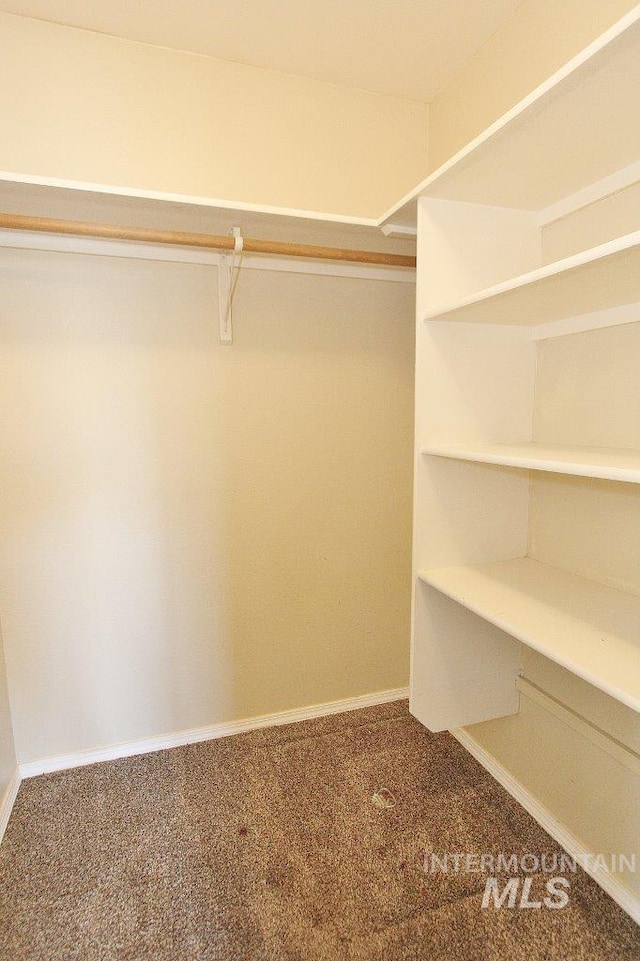 spacious closet featuring carpet floors