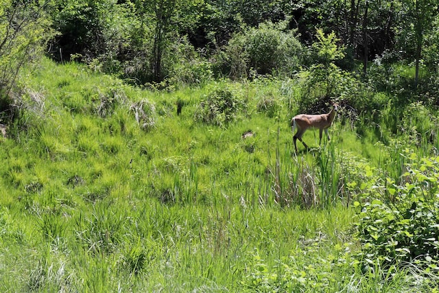 34 Locust Dr, Orofino, ID 83544 - view of local wilderness