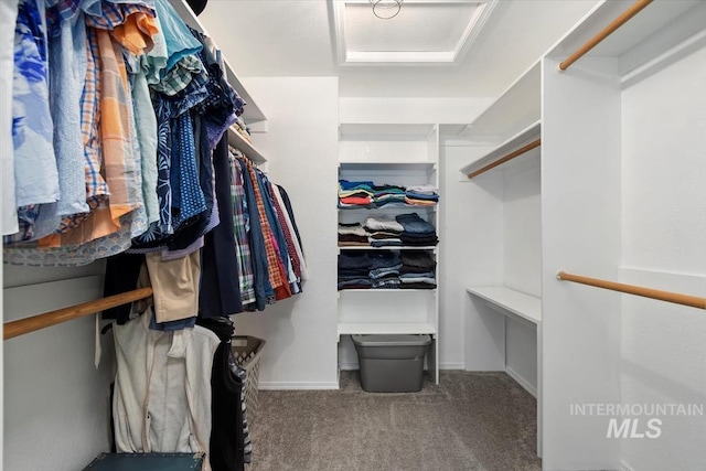 walk in closet with attic access and carpet