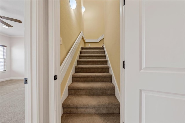 stairway with ceiling fan, carpet flooring, and ornamental molding