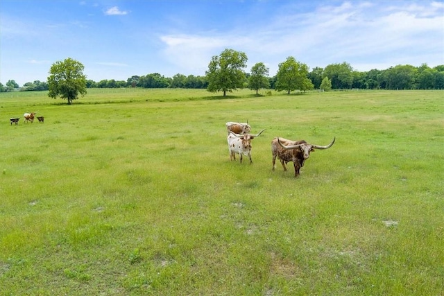 view of yard featuring a rural view