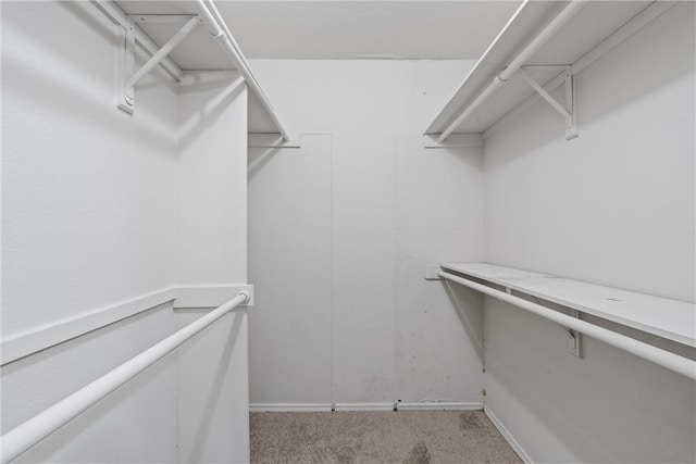 walk in closet featuring carpet floors